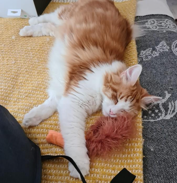 Sibirisk katt Xanthhus